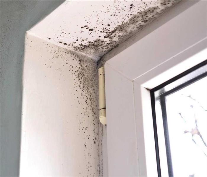Mold above a residential window frame
