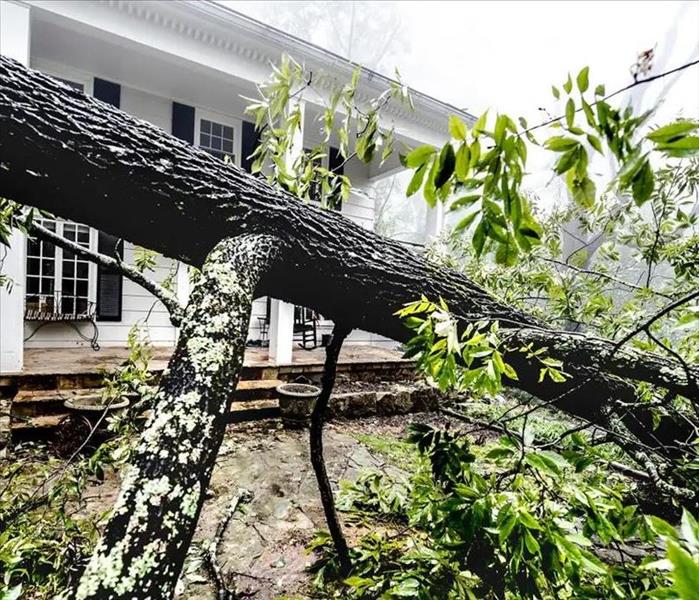 Mature tree fallen in front yard of two story white house